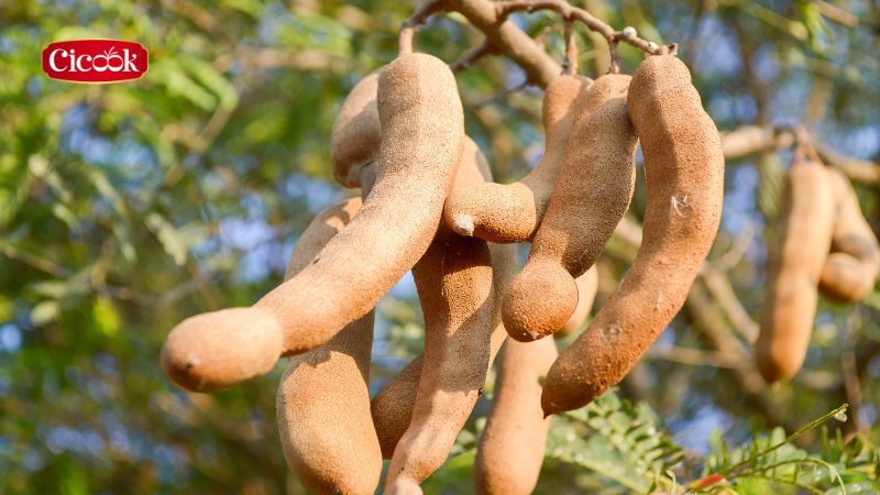 Vùng trồng me tại Việt Nam kí ức của bao người