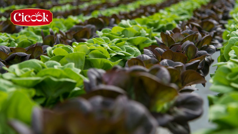 Bền vững an toàn – Kiểm soát từng bước từ nguồn nguyên liệu đến nhà máy