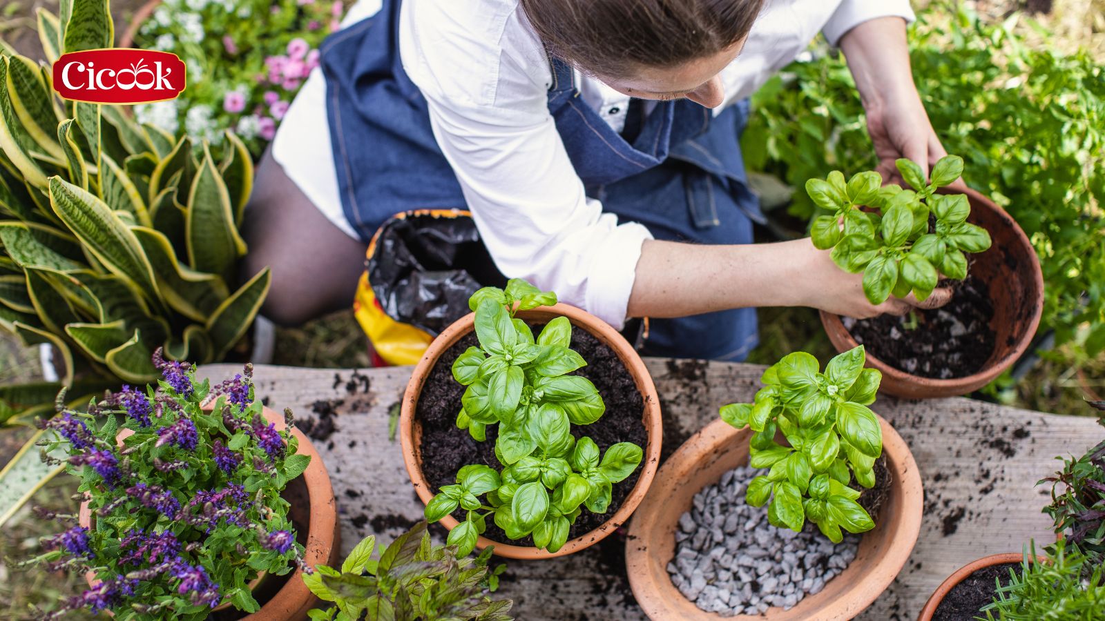 Tại sao nên ưu tiên sử dụng hương vị tự nhiên của gia vị tươi