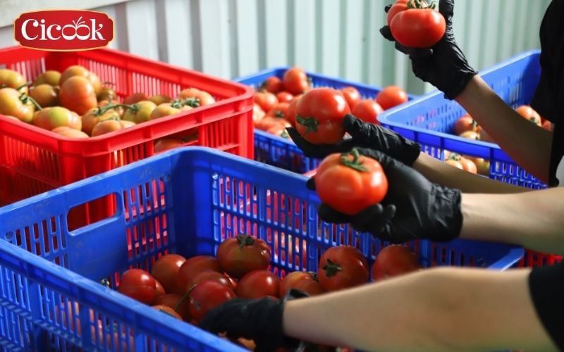 cicook seasoning manufacturer in vietnam