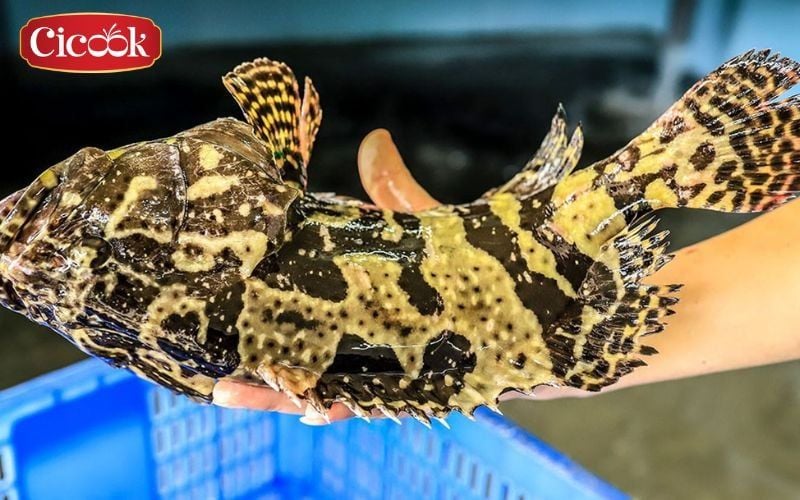 lẩu cá hú chua cay