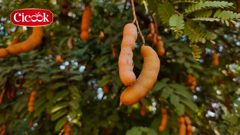 Nông sản Việt – Nguồn tài sản quý giá của đất nước