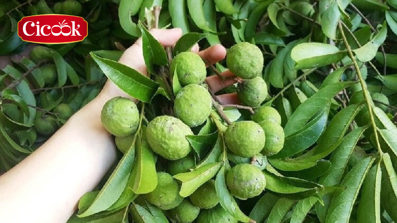 Gia vị Cicook kết nối ẩm thực Việt - Quả sấu