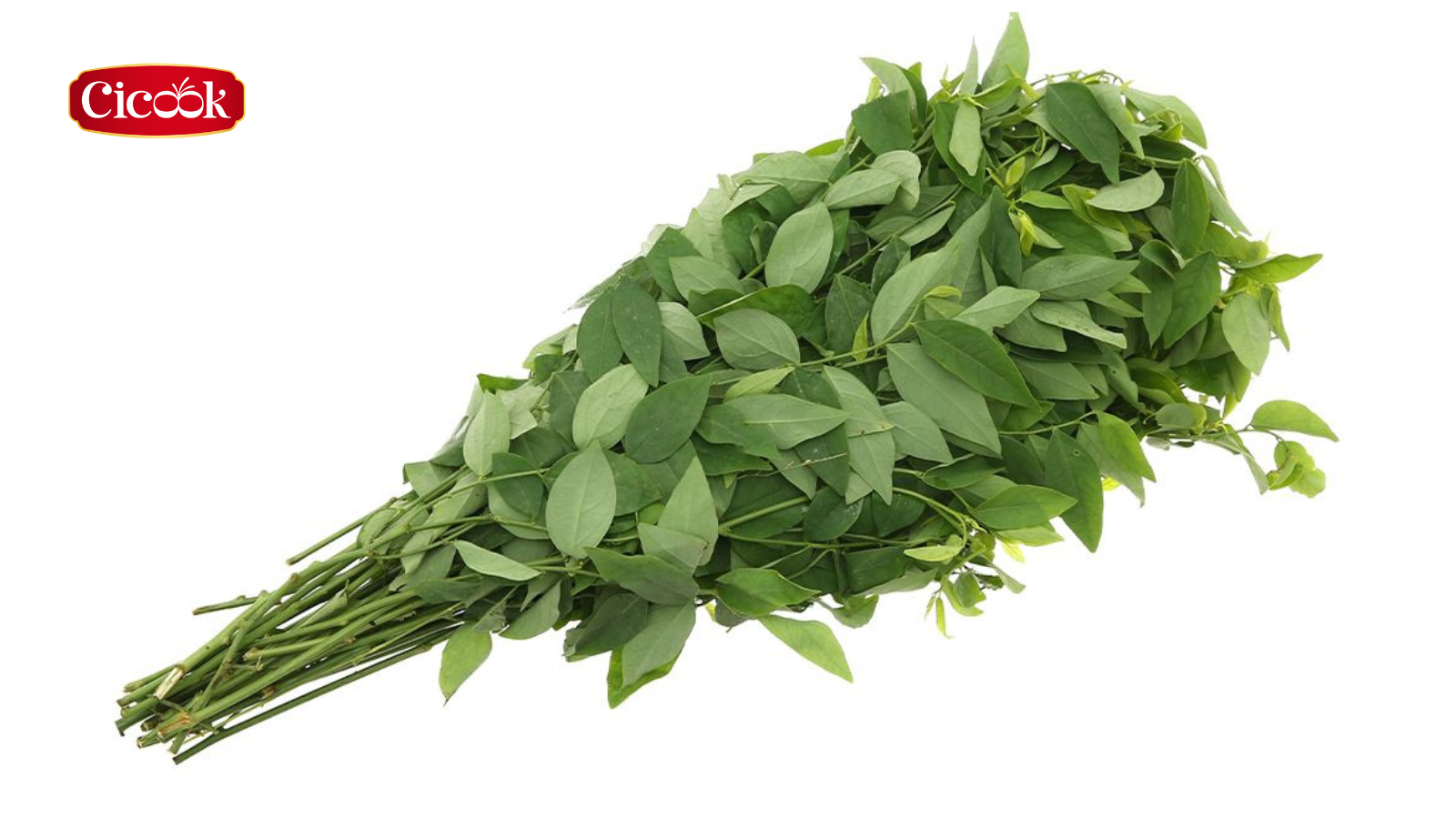 Vậy bà bầu có nên ăn rau ngót không theo khoa học hiện nay?