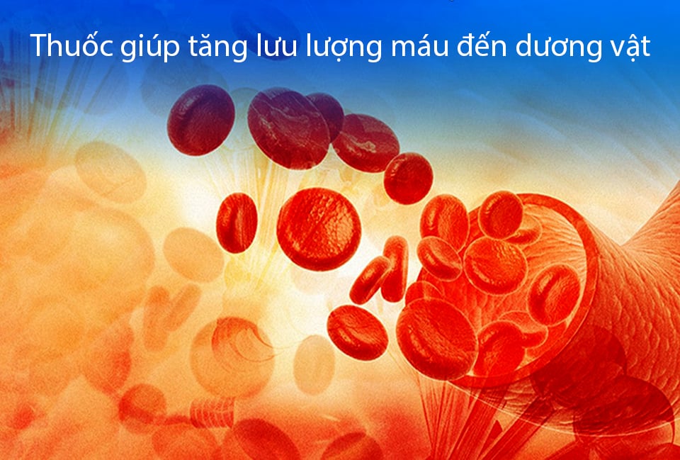 Các dược chất trong thuốc sẽ tăng cường lưu lượng máu đến dương vật