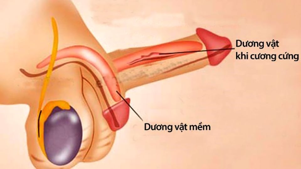 Các dược chất trong thuốc sẽ tăng cường lưu lượng máu đến dương vật