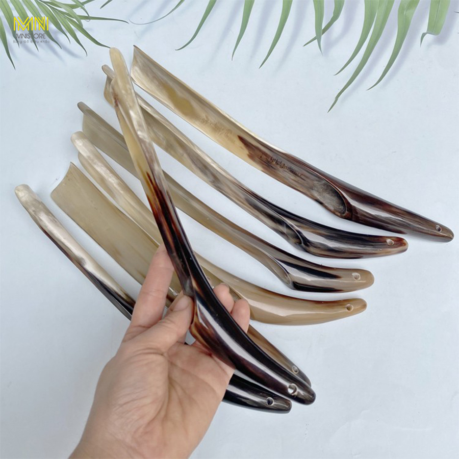 Cây đón gót giày sừng trâu
