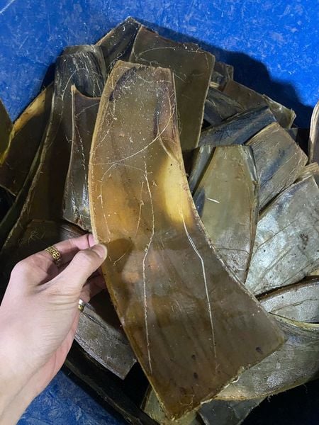 Lựa chọn phôi sừng