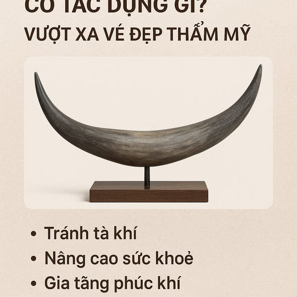 Sừng Trâu Bạc Có Tác Dụng Gì? Vượt Xa Vẻ Đẹp Thẩm Mỹ
