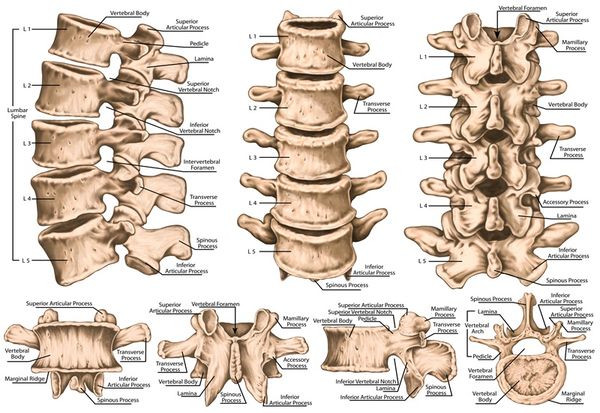 Cấu trúc đốt sống cổ và các huyệt vị liên quan.