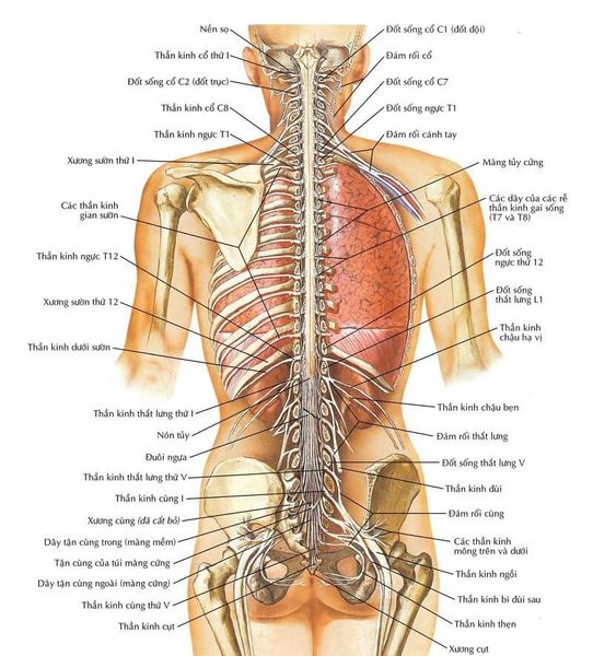 Chăm sóc cột sống bằng liệu pháp y học cổ truyền tại Hương Sen