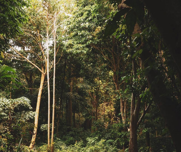 Trải nghiệm trekking rừng nguyên sinh Côn Đảo – Lối mòn đưa bạn chạm vào thiên nhiên nguyên bản