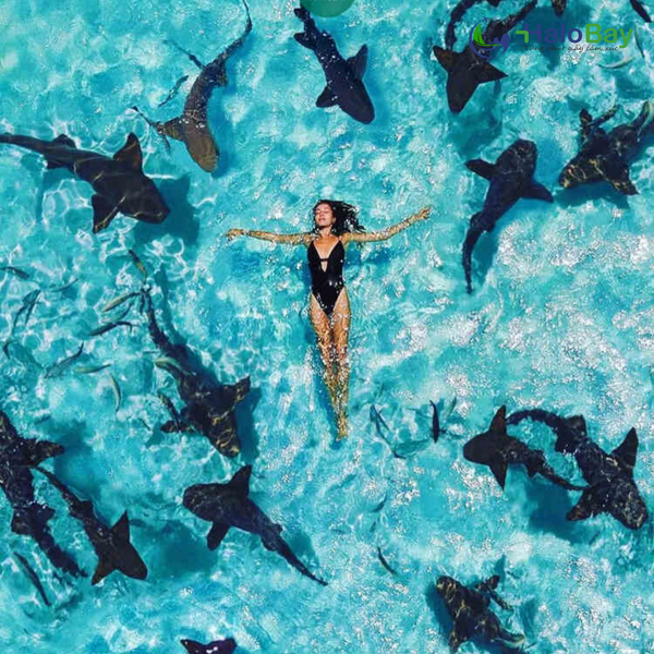 Ngắm Cá Đuối, Cá Mập Voi Tại Maldives – Trải Nghiệm Độc Nhất Vô Nhị