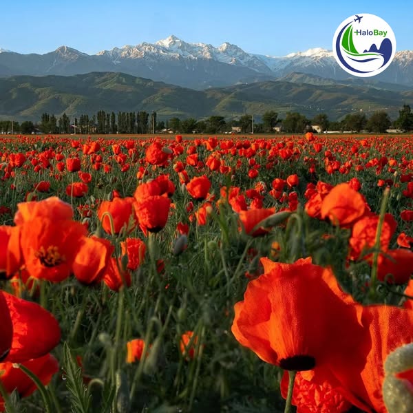 SĂN ĐỒNG HOA POPPY & TULIP ĐẸP NHƯ CỔ TÍCH TRONG HÀNH TRÌNH TRUNG Á