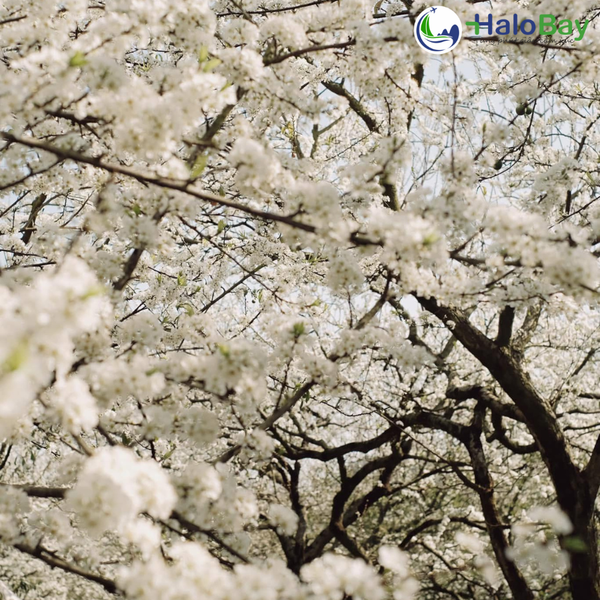 Mộng Mơ Cao Nguyên Mộc Châu – Khi Hoa Mận Nở Trắng Những Triền Đồi