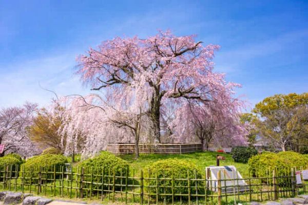 Công Viên Maruyama Kyoto – Thiên Đường Ngắm Hoa Anh Đào Đẹp Nhất Nhật Bản