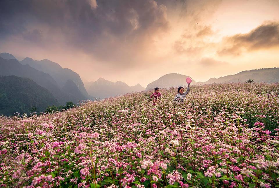 Du Lịch Hà Giang Mùa Hoa Nở – Trải Nghiệm Vẻ Đẹp Mùa Xuân Đặc Biệt Trên Cao Nguyên Đá
