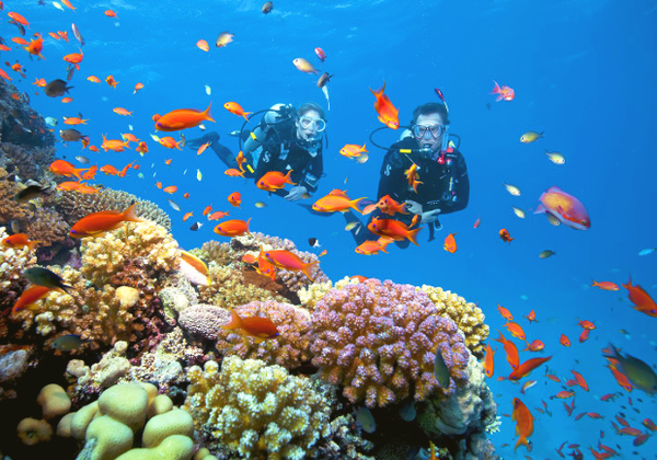 Lặn ngắm san hô Côn Đảo – Vẻ đẹp nguyên bản dưới lòng đại dương Việt Nam