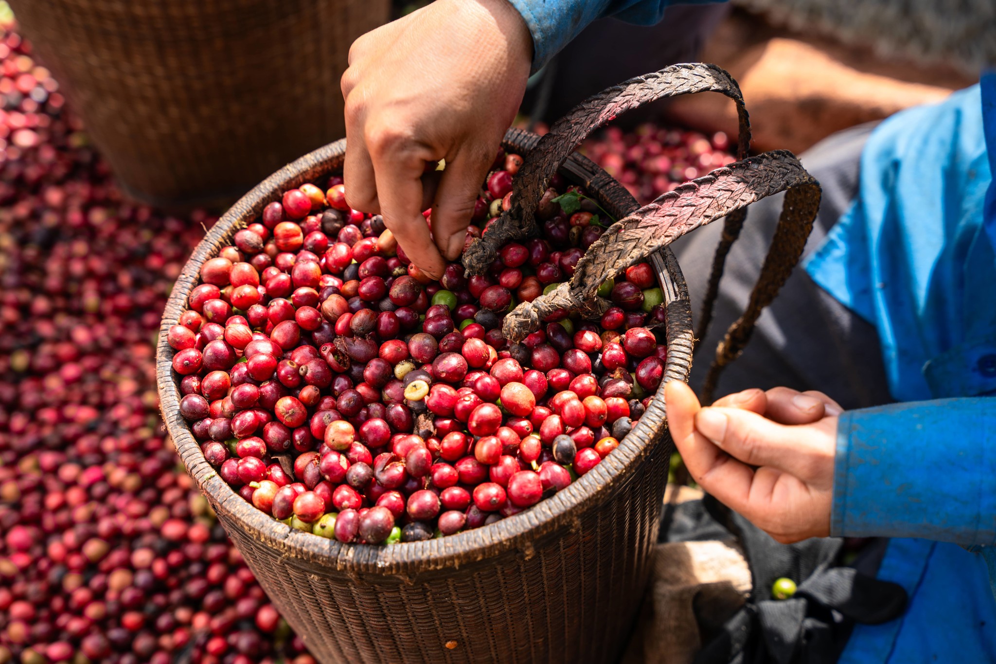 Mừng kỷ niệm 94 năm Ngày thành lập Hội Nông dân Việt Nam (14/10/1930 - 14/10/2024)