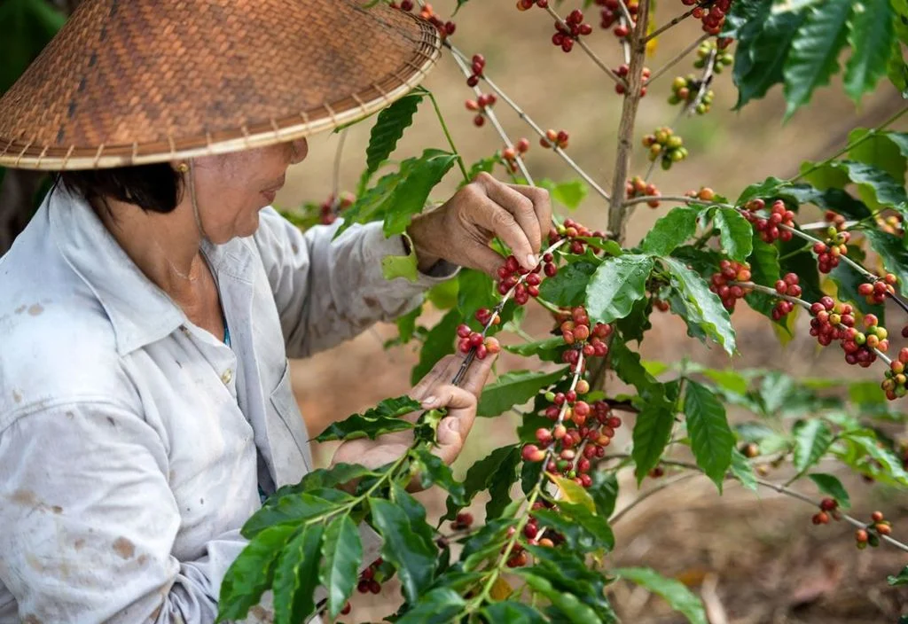 Bạn đã biết gì về Cà Phê Đặc Sản - Specialty Coffee?