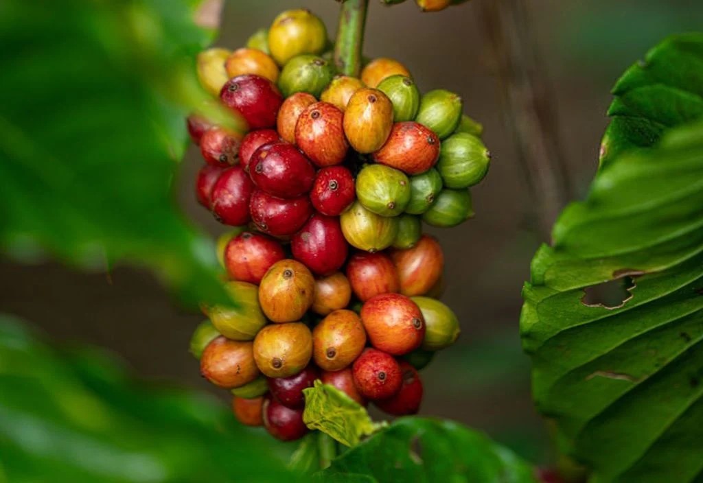 Nguồn gốc cà phê Việt Nam – Câu chuyện và hành trình lịch sử đầy mê hoặc (Phần 2)