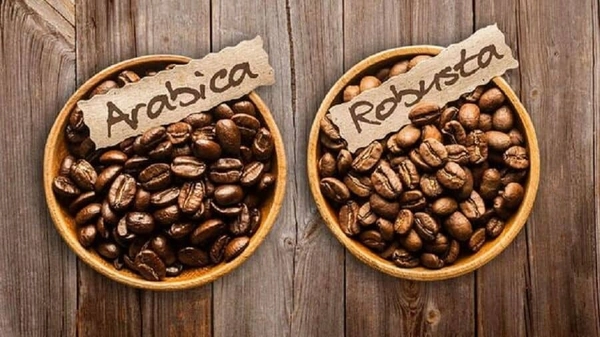 Robusta và Arabica – Loại cà phê nào được yêu thích hơn và lý do