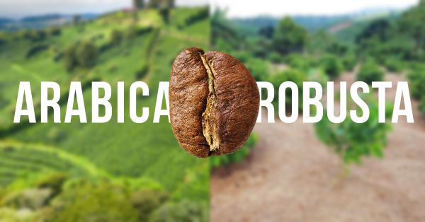 So sánh cà phê Arabica và Robusta: hương vị, đặc tính, vùng trồng và phương pháp chế biến dành cho người yêu cà phê