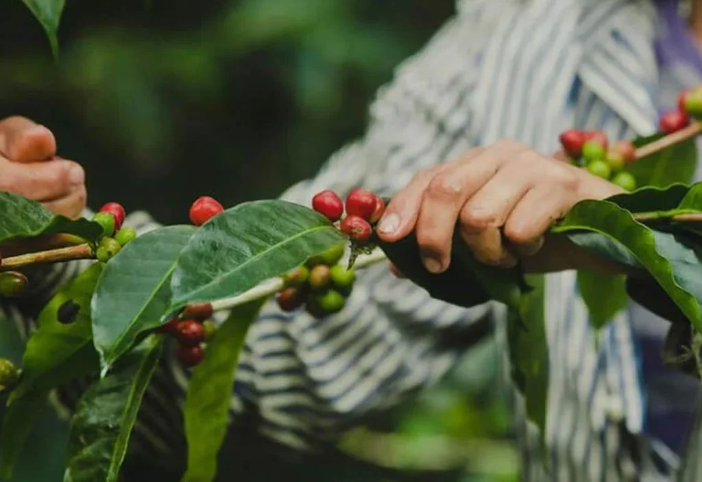 Cà Phê Geisha - Mệnh Danh 