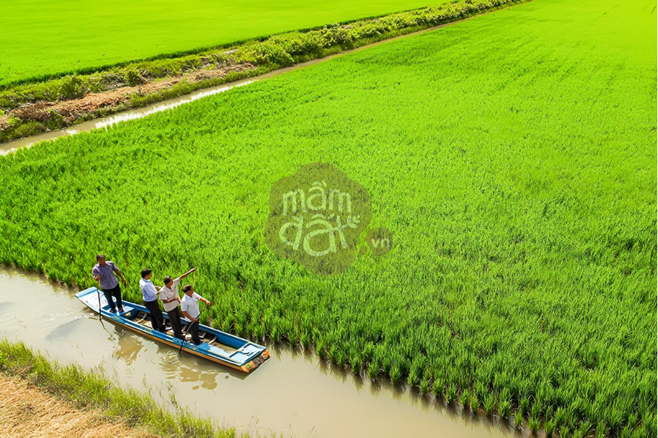 ST25 Lúa Tôm - Gạo Ngon, Gạo Sạch, Gạo Bền Vững