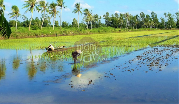 Gạo ST25 Lúa Tôm Và Điểm Đặc Biệt So Với ST25 Thông Thường
