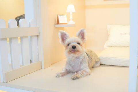 EXPERIENCE PERFECT SERVICES WITH YOUR BELOVED PET