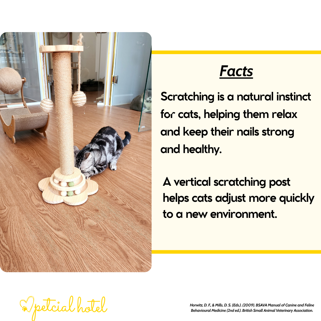 Understand your cat’s behavioural development – PETCIAL Pet Grooming ...