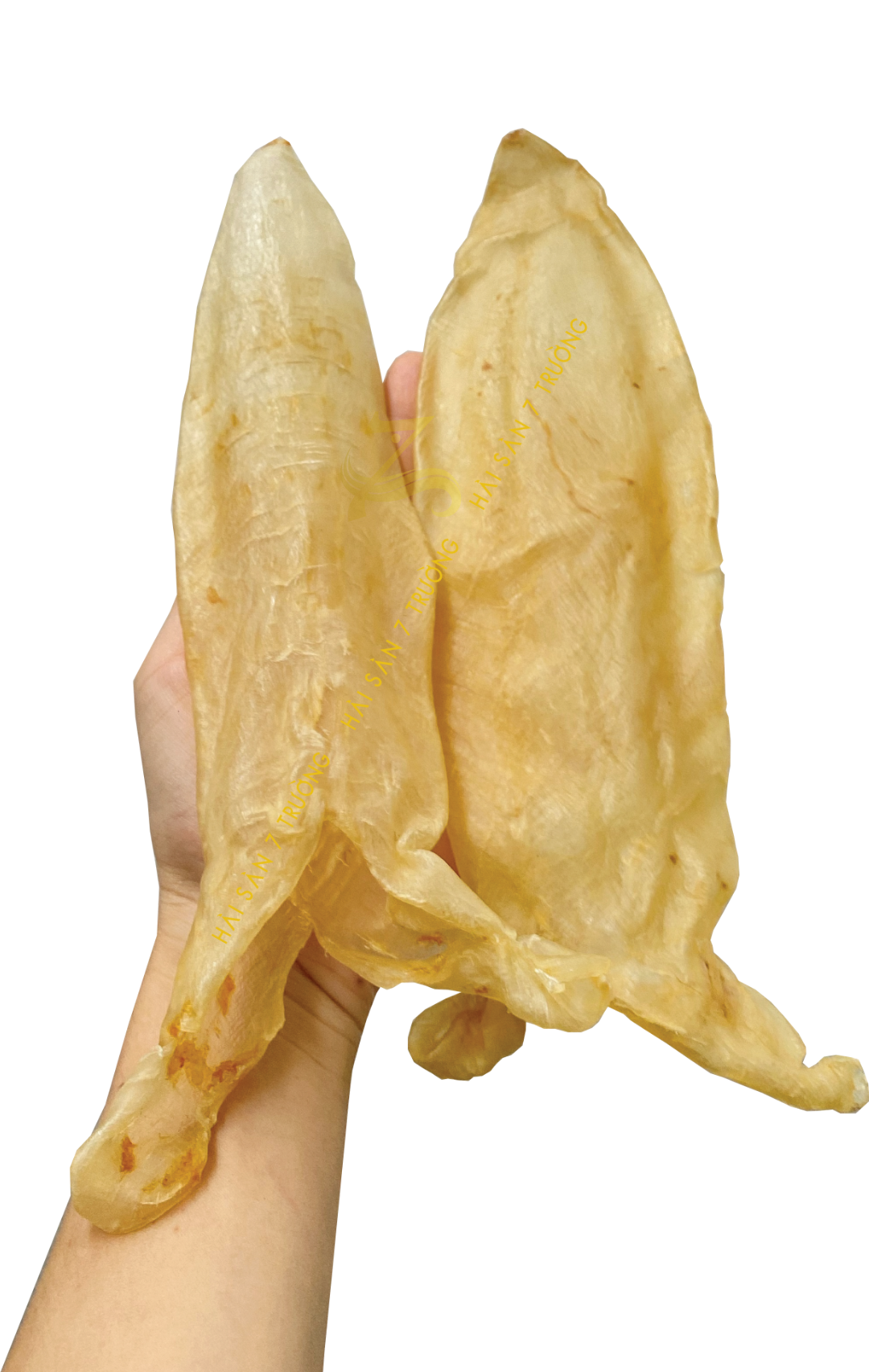 BONG BÓNG CÁ CÓ ĐẮT KHÔNG? CÁCH NHẬN BIẾT CÁC LOẠI BONG BÓNG CÁ