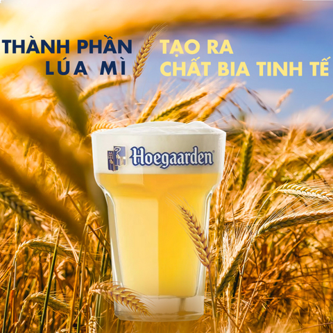 WHEAT BEER LÀ GÌ? HƯỚNG DẪN NHANH VỀ BIA LÚA MÌ