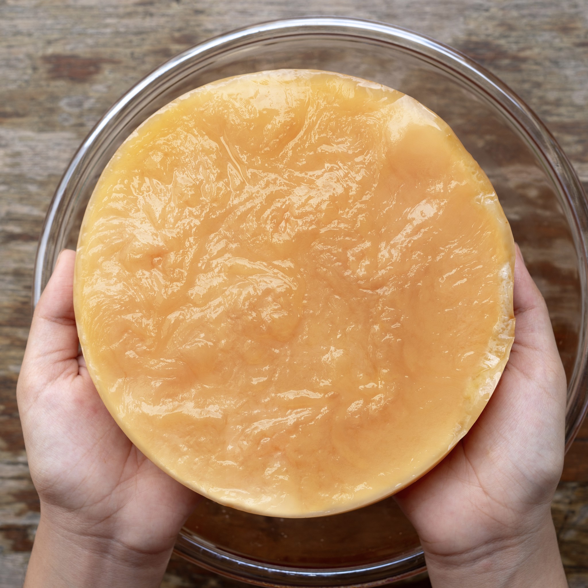 Scoby dùng trong Junbucha có gì khác biệt?