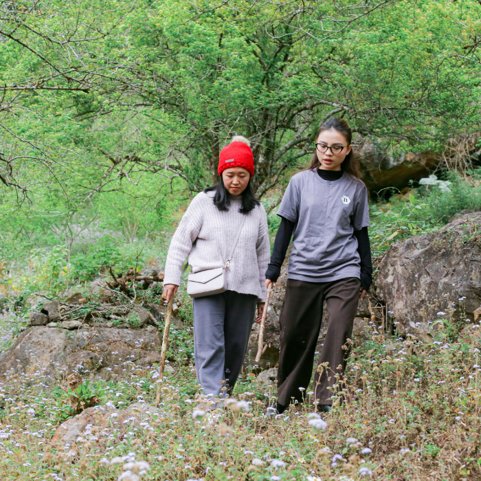 Necta đến thăm rừng mơ 20 năm tuổi tại Mộc Châu