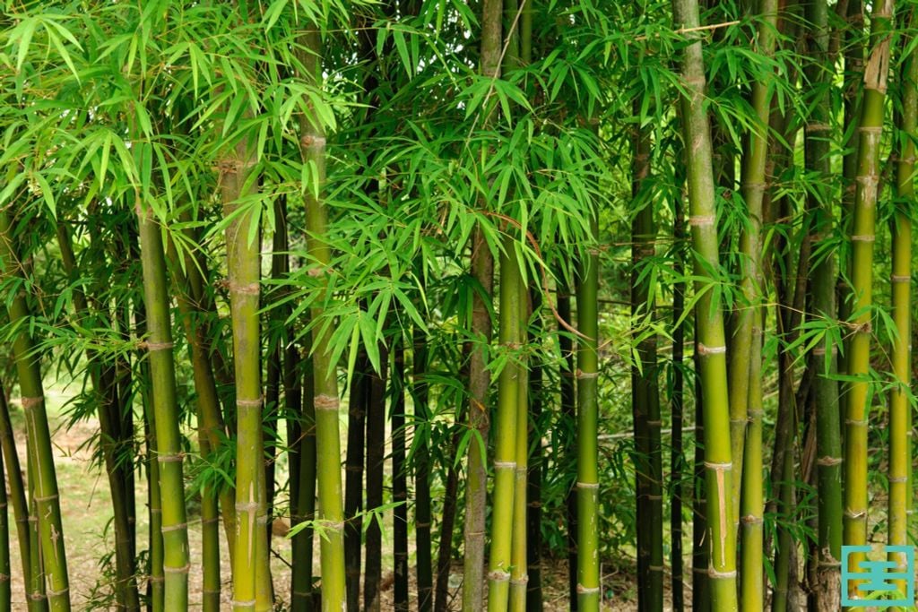 nguồn gốc vải sợi tre