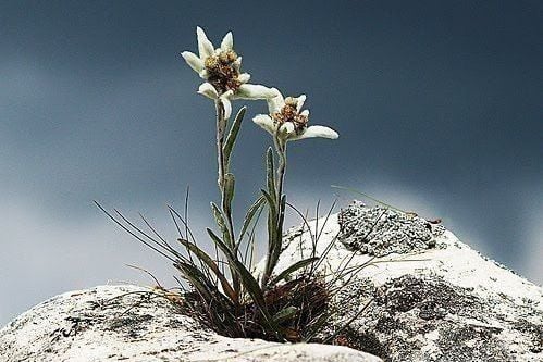 Edelweiss: “Lá Chắn” Chống Oxy Hóa Từ Hoa Nhung Tuyết