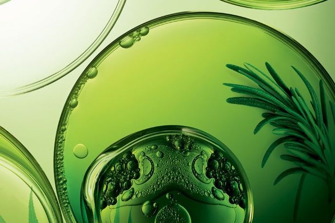 Terpinen-4-ol: “Linh hồn” của tea tree oil có gì đặc biệt?