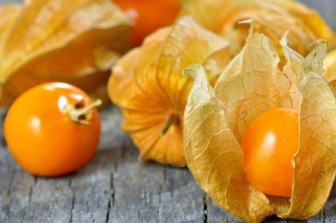 Physavie – Chiết Xuất Tầm Bóp, Siêu Phục Hồi Và Giảm Kích Ứng Mạnh Mẽ