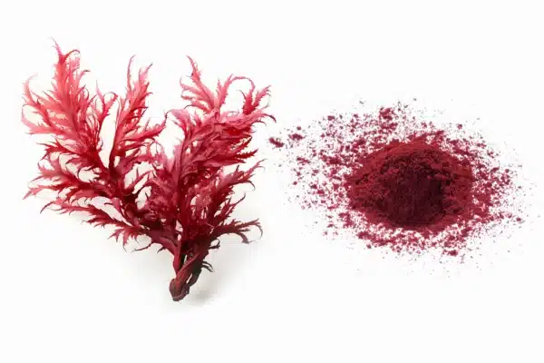 Astaxanthin – Hoạt chất chống oxy hóa đỉnh cao, bảo vệ da khỏi lão hóa do ánh sáng xanh
