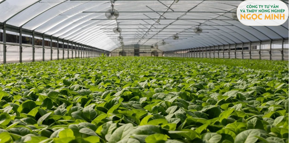 NHỮNG KHÓ KHĂN, THỬ THÁCH TRONG NÔNG NGHIỆP VIỆT NAM VÀ GIẢI PHÁP VƯỢT QUA