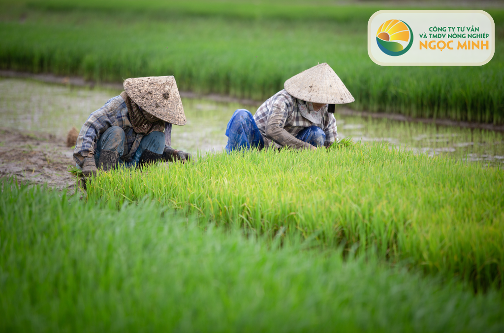 Tiếp tục nâng cao hiệu quả chính sách hỗ trợ nông dân phát triển sản xuất