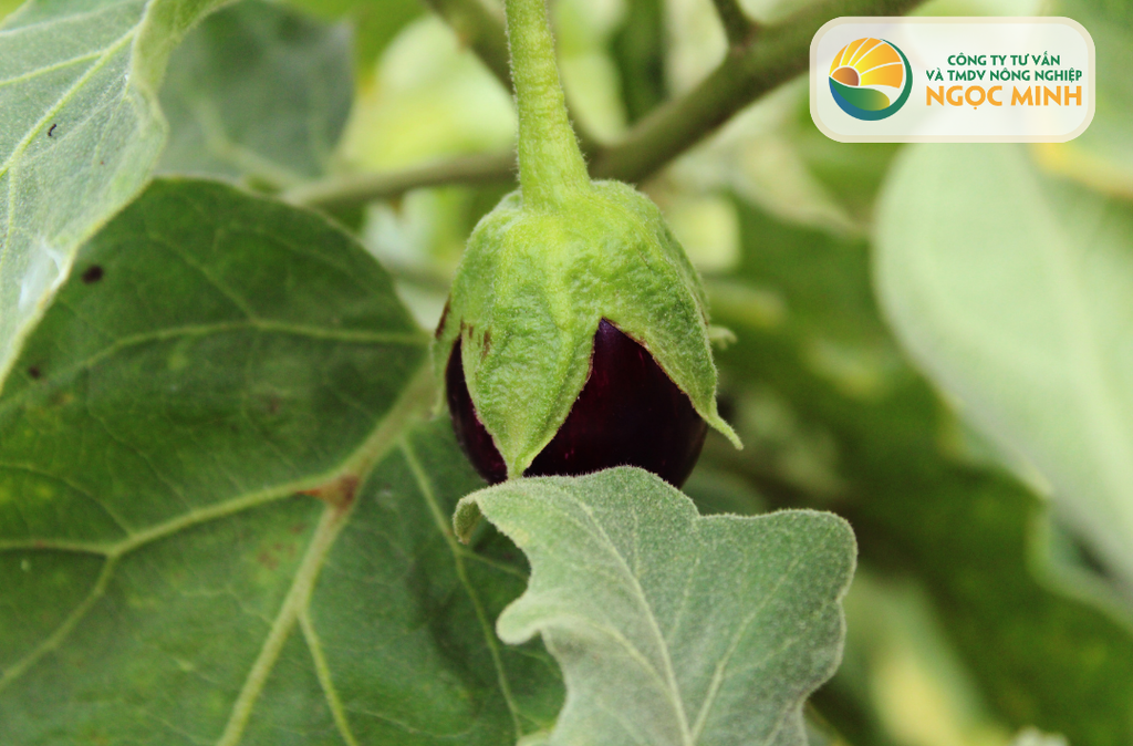 Hướng Dẫn Chi Tiết Về Cách Trồng Cây Cà Pháo Tại Nhà