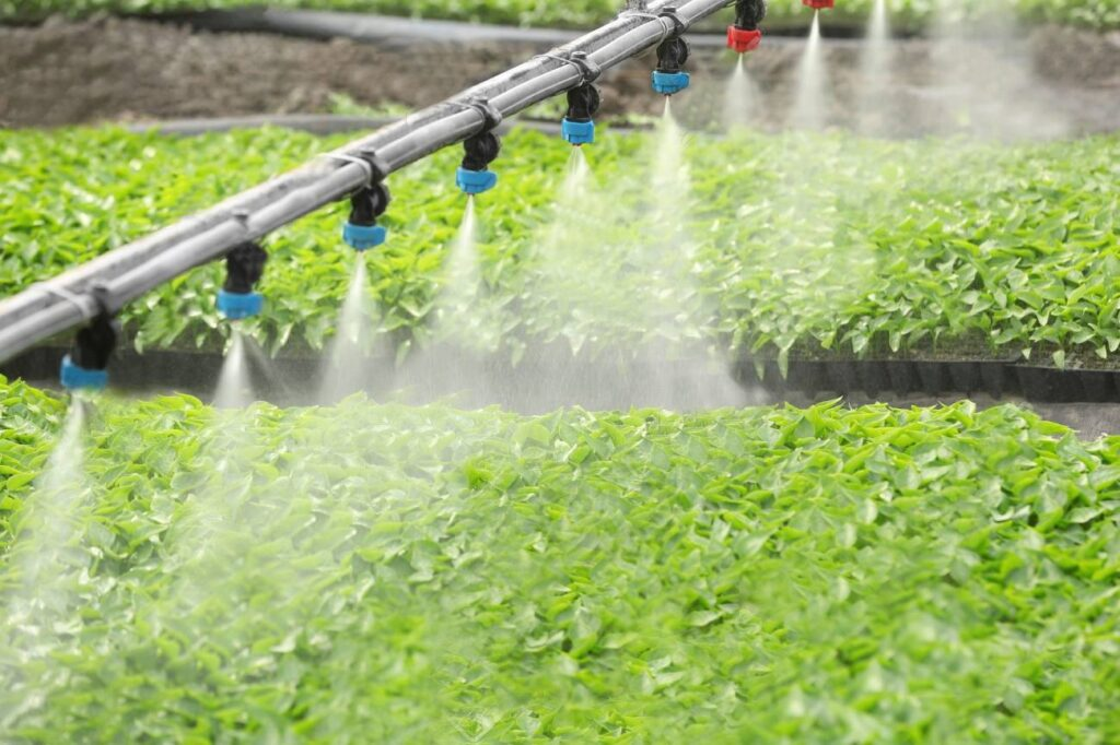 Quy Trình Chăn Nuôi Gia Cầm Khoa Học Và Hiệu Quả