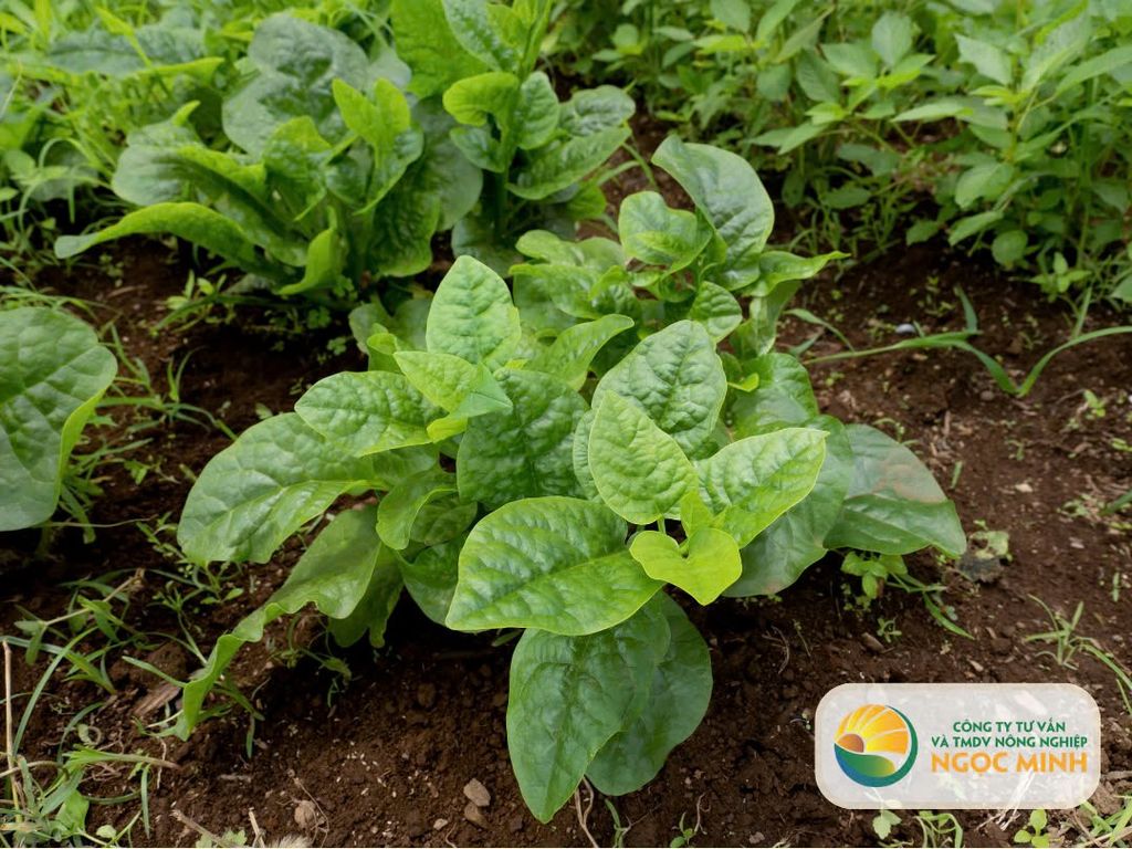 Hướng dẫn chi tiết trồng cây mồng tơi tại nhà: Dễ dàng và hiệu quả