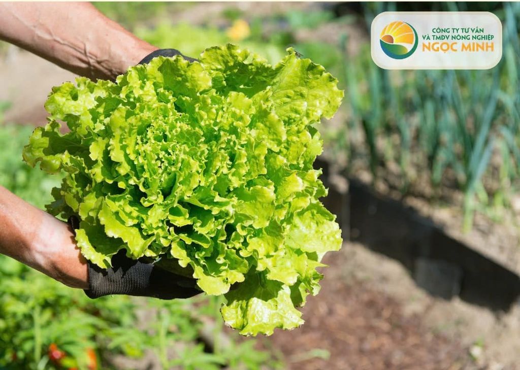 Hướng Dẫn Trồng Rau Salad Hiệu Quả Tại Nhà Và Lơi Ích Khi Ăn