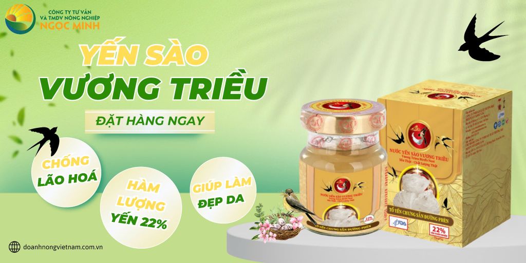 YẾN SÀO VƯƠNG TRIỀU - TINH HOA DINH DƯỠNG TỪ THIÊN NHIÊN