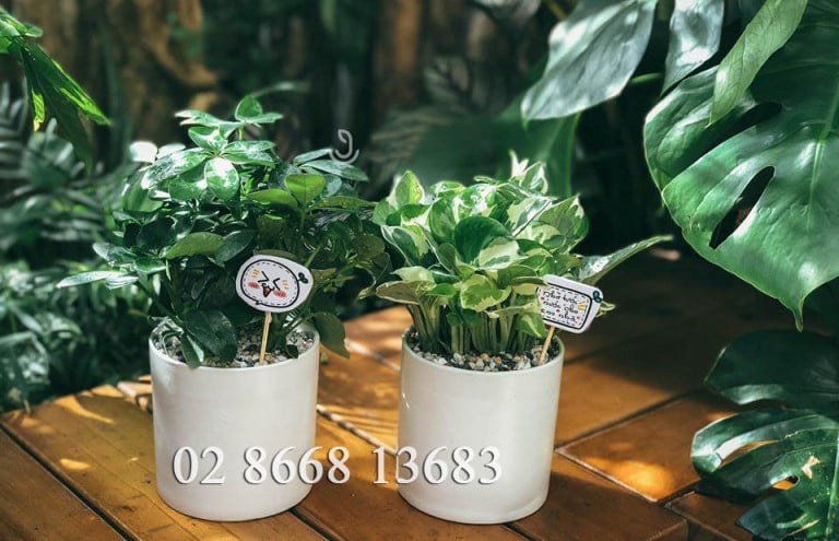 Lí do vì sao nên chọn chậu sứ thay vì chậu nhựa trồng cây bằng nhựa?