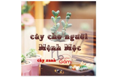 Cây xanh cho người mệnh Mộc trồng loại cây gì để tài lộc thăng tiến